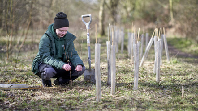 student in a woodland environment planting young trees