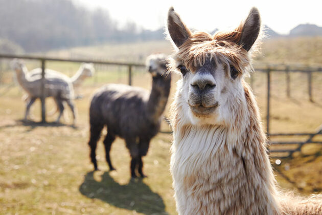 Llarmas outside at DVC