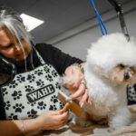 A lady grooming a dog
