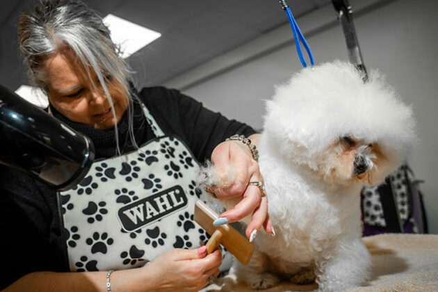 A lady grooming a dog