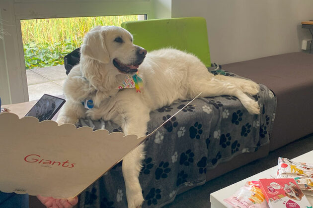 Our therapy dog Rufus being shown his birthday card
