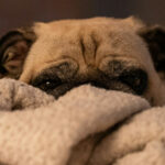 A dog hiding under a blanket