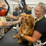 Yevette - Dog Grooming student