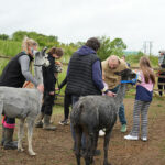 A group of people stood on a muddy path preparing to walk alpacas