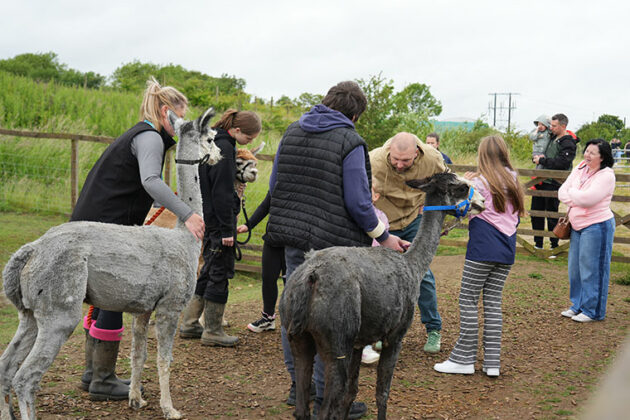 A group of people stood on a muddy path preparing to walk alpacas