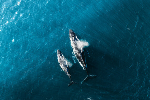 Two long-finned pilot whales swimming next to each other in clear blue sea